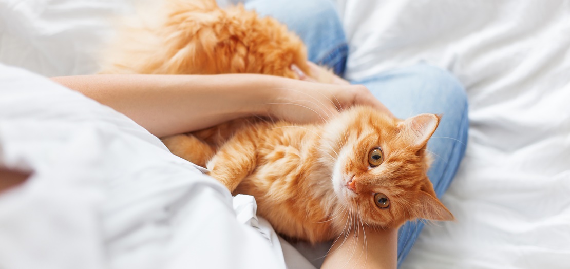 甘える猫ちゃん