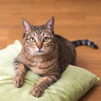 座布団の上のネコちゃん