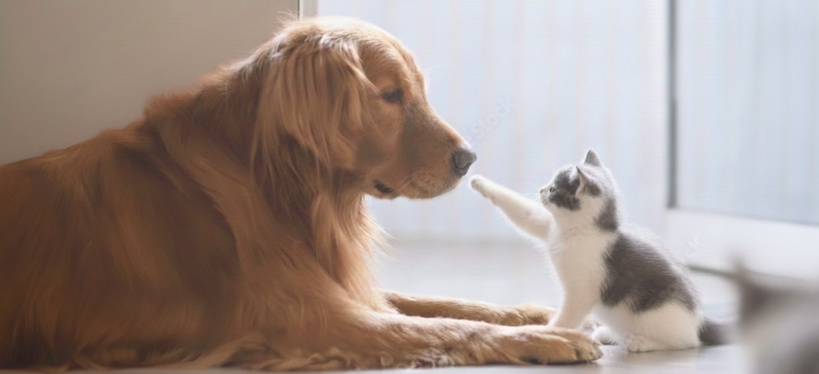 アイノスペットシッターサービス京都